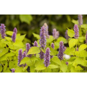 Agastache rugosa Golden Jubilee - Izsópfű