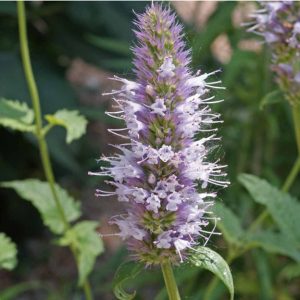 Agastache urticifolia - Izsópfű