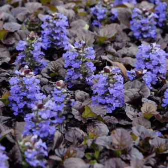 Ínfű (Ajuga)