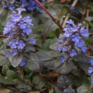 Ajuga reptans Atropurpurea - Ínfű