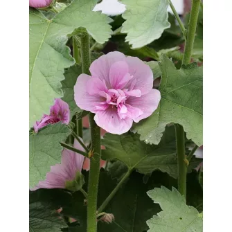 Mályvarózsa (Alcea)