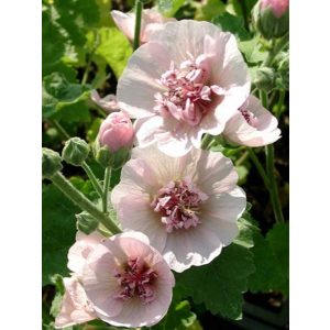 Alcea suffrutescens Parkfrieden - Mályvarózsa