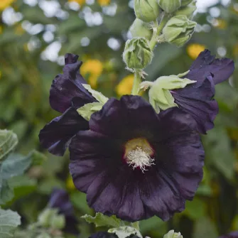 Mályvarózsa (Alcea)