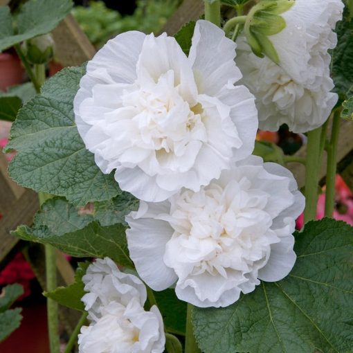 Alcea rosea Chaters Double White - Mályvarózsa