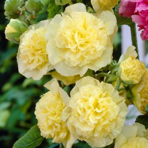 Alcea rosea Chaters Double Yellow - Mályvarózsa