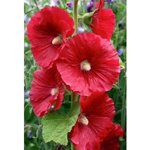 Alcea rosea Mars Magic - Mályvarózsa