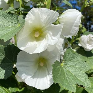 Alcea rosea Polarstar - Mályvarózsa