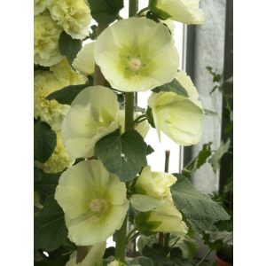 Alcea rosea Sunshine - Mályvarózsa