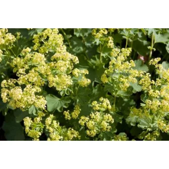 Palástfű (Alchemilla)