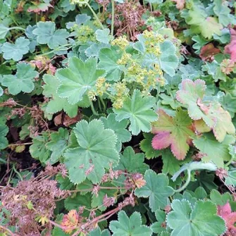 Palástfű (Alchemilla)