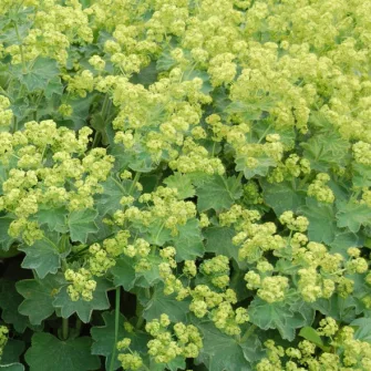 Palástfű (Alchemilla)