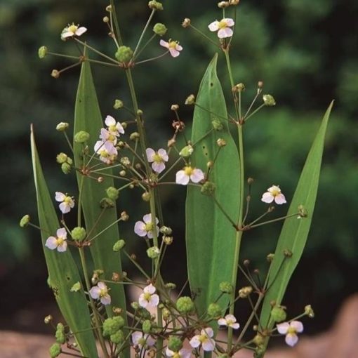 Alisma lanceolatum - Hídőr