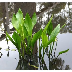 Alisma plantago-aquatica - Hídőr