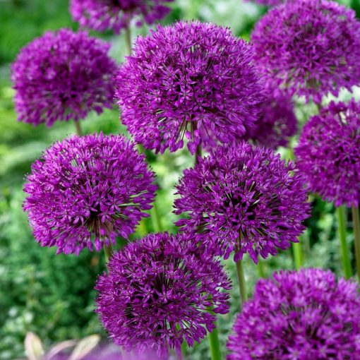 Allium aflatunense 'Purple Sensation' - Díszhagyma