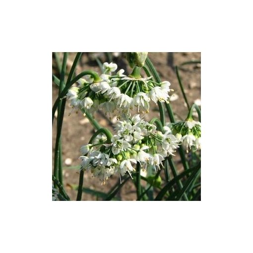 Allium cernuum 'Album' - Díszhagyma