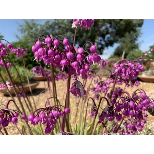 Allium cernuum 'Hidcote' - Díszhagyma