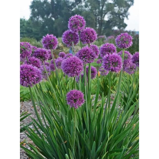 Allium 'Lavender Bubbles' ® - Díszhagyma