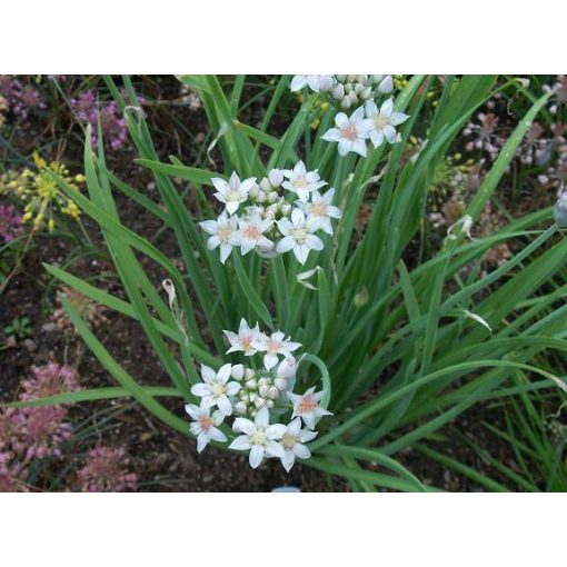 Allium plummerae - Díszhagyma