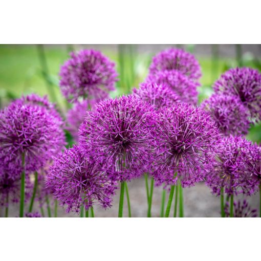 Allium 'Purple Rain' - Díszhagyma
