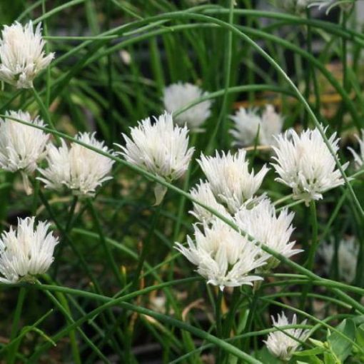Allium schoenoprasum 'Corsican White' - Díszhagyma