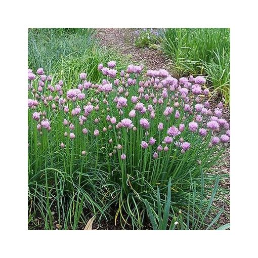Allium schoenoprasum 'Curly Mauve' - Díszhagyma