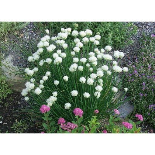 Allium schoenoprasum 'White One' - Díszhagyma