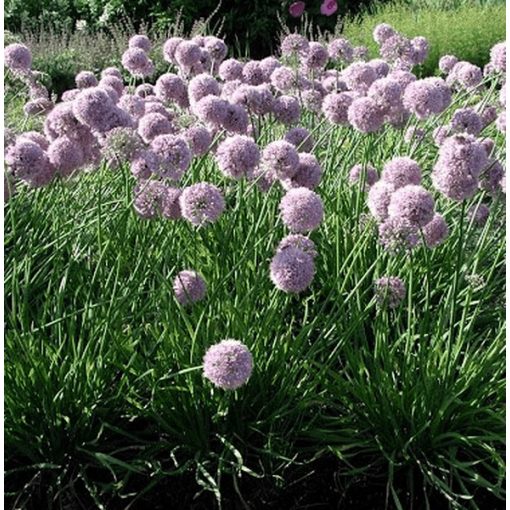 Allium senescens 'Pink Planet' - Díszhagyma