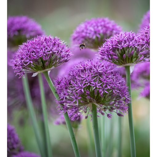 Allium stipitatum 'Violet Beauty' - Díszhagyma