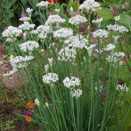 Allium tuberosum - Díszhagyma