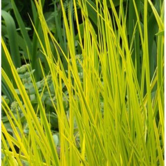 Ecsetpázsit (Alopecurus)