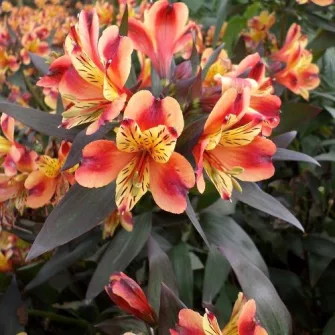 Inkaliliom (Alstroemeria)