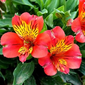 Alstroemeria Little Miss Vanessa - Inkaliliom