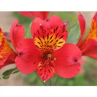 Inkaliliom (Alstroemeria)