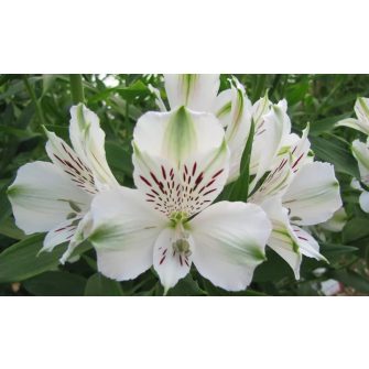 Inkaliliom (Alstroemeria)