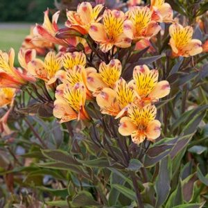 Alstroemeria Summer Breeze - Inkaliliom