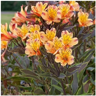 Inkaliliom (Alstroemeria)