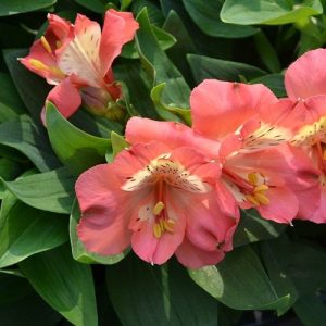 Alstroemeria Valley Girl - Inkaliliom