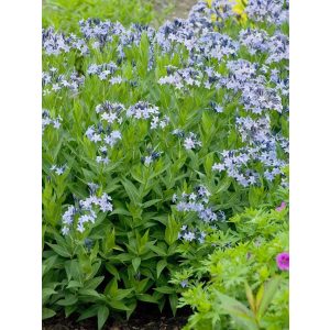 Amsonia Blue Ice - Kékcsillag