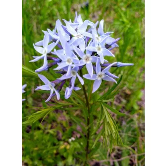 Csillagmetén (Amsonia)
