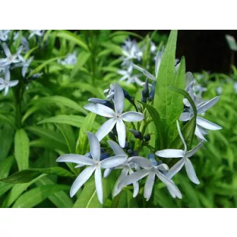 Csillagmetén (Amsonia)