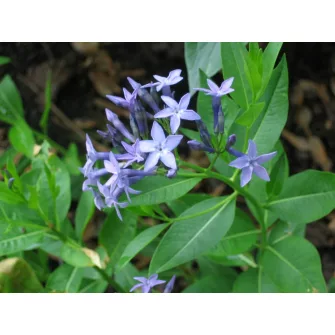 Csillagmetén (Amsonia)