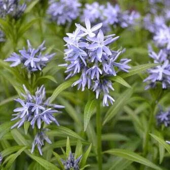 Csillagmetén (Amsonia)