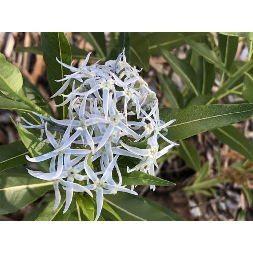 Amsonia tabernaemontana salicifolia - Kékcsillag