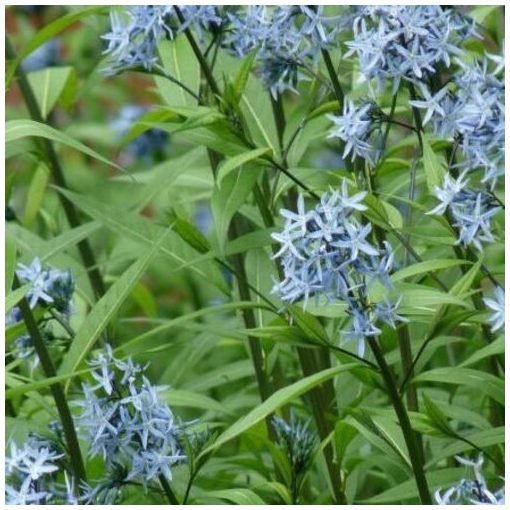 Amsonia tabernaemontana Stella Azul - Kékcsillag