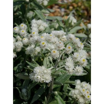 Gyöngykosárka (Anaphalis)