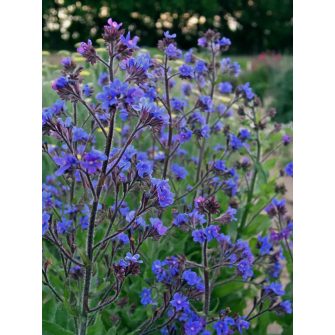 Atracél (Anchusa)