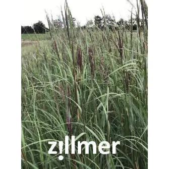 Fenyérfű (Andropogon)