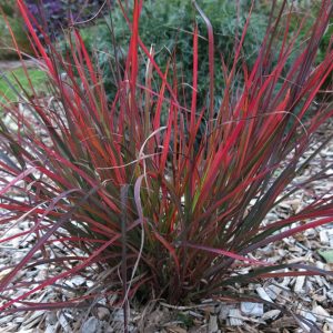 Andropogon gerardii Red October - Fenyérfű