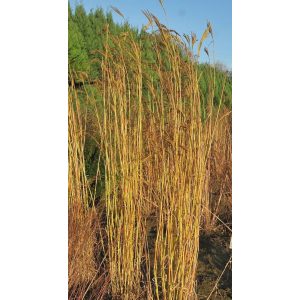 Andropogon hallii JS Yellow Konza - Fenyérfű