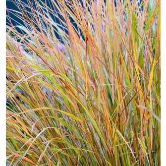 Szélfű (Anemanthele)